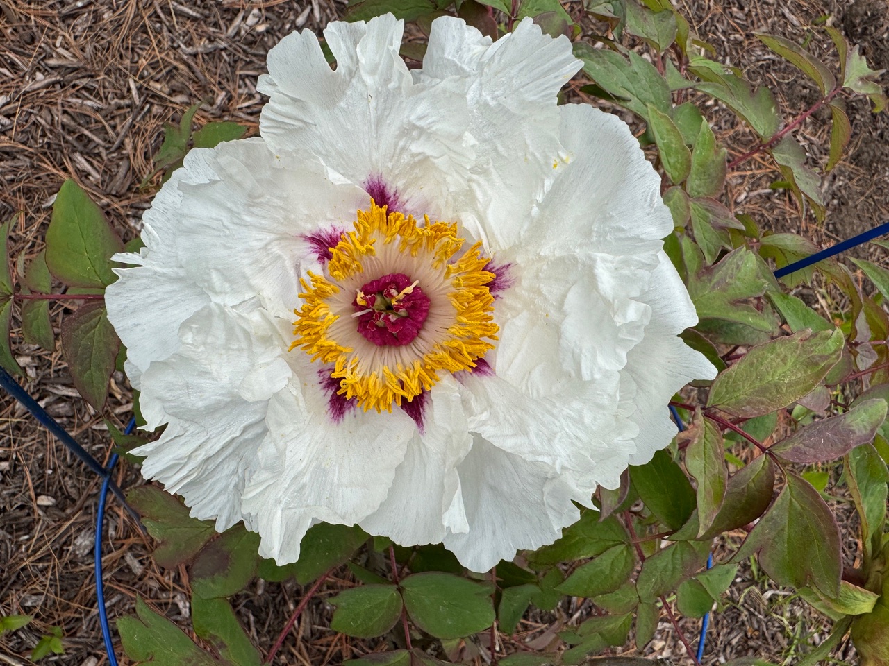 White Peony